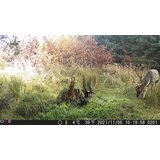OXE Lovska kamera Gepard II in lovski detektor + 32GB kartica SD in 6 baterij BREZPLAČNO! | Shoptok.si
