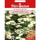 Dürr Samen pritlikave marjetice Cene