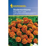 KIEPENKERL Žametnica "Fiesta" | Shoptok.si