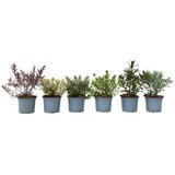 Plant in a Box grmasti jetičnik - 12 kos - hebe pinguifolia - višina 15-20cm - ⌀10,5cm, (21778504) | Shoptok.si