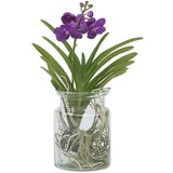 Plant in a Box orhideja vanda - vanda 'blue' - višina 40-50cm - ⌀14cm, (21758272) Cene