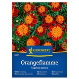 KIEPENKERL Cvetlična semena Žametnica Orangeflamme (Tagetes patula, Oranžnordeča) | Shoptok.si
