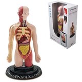 MILENIJUM LUTKA LJUDSKI TORZO 35006 | Eponuda.com