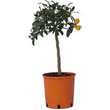 Plant in a Box kalamondin calamansi - citrus microcarpa fortunella 'kumquat' - V50-60cm - ⌀19cm, (21757703) Cene