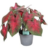 Plant in a Box kaladij - caladium 'postman joyner' - višina 25-40cm - ⌀12cm, (21757899) Cene