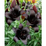 Royal De Ree Lukovica Ljiljan - Lilium Asiatic Black 2/1 Cene