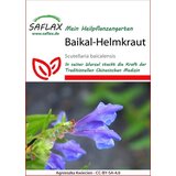 Saflax Bajkalska čeladnica | Shoptok.si