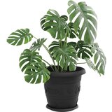  Kružni Pladanj za Cvijeće 6 pcs Crna Ø 14 x 2 cm Plastika | shoptok.hr