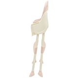 Baby Mix stolček za hranjenje Nora, prašno roza | Shoptok.si