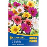 KIEPENKERL Sjeme cvijeća dalija Happy (Dahlia x Hybrida, Raznobojno) | shoptok.hr