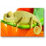  Slike na platnu životinje (moderne slike na platnu) | ePonuda.com