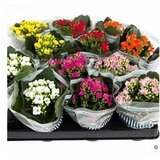  Kalanchoe Mix x 12 | Eponuda.ba