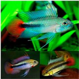 Akvarijum Centar apistogramma agassizi rio mamore | ePonuda.com