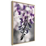  Slika - Violet Ringtones (1 Part) Vertical 80x120 | shoptok.hr