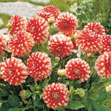 Royal De Ree Dahlia P - Decorative Musette 1/1 Cene