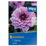 KIEPENKERL Profi-Line Dalija Jubila (Dahlia x Hybrida, Ljubičasta) | shoptok.hr