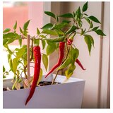 Resetea Komplet za gojenje rastlin Hot peppers 21,5 x 6,5 x 18,5 cm 5-pack | Shoptok.si