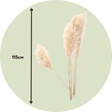 Plant in a Box posušeno cvetje - 5 kos - dryflower 'cortaderia plum' - šopek, (21758364) | Shoptok.si