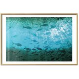  Plakat - Group of Dark Fish 90x60 Zlatni okvir s margom | shoptok.hr