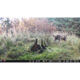 OXE Lovska kamera Gepard II in klasični daljnogled FOMEI 7-21x40 ZCF Zoom + 32GB SD kartica in 4 baterije! | Shoptok.si