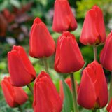 Royal De Ree tulipa apeldoorn 5/1 Cene