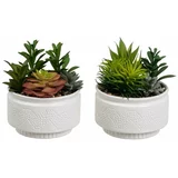 Casa Selección Umetne rastline v kompletu 2 ks (višina 19 cm) Cactus –