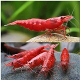 Akvarijum Centar Red shrimp | ePonuda.com