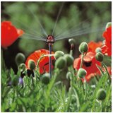 Gardena Razpršilna šoba Micro-Drip (2 kos, premer: 4,6 mm) | Shoptok.si