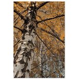  Slika - Autumn Colours (1 Part) Vertical 60x90 | shoptok.hr