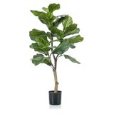 Dekordom cvet u saksiji - ficus n60 a1026 -( 025146 ) | ePonuda.com