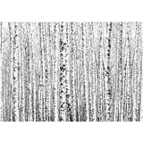  Tapeta - Birch forest 150x105 | shoptok.hr