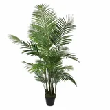 Dekorativna biljka u saksiji Areca Palm 1026427, 160 cm