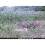 OXE Fotozamka Gepard II + 32GB SD kartica i 4 baterije GRATIS! | shoptok.hr