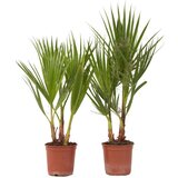 Plant in a Box mehiška palma - 2 kos - washingtonia robusta - višina 50-60cm - ⌀15cm, (21757572) Cene