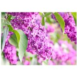  Tapeta - Lilac flowers 250x175 | shoptok.hr