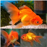 Akvarijum Centar Carassius auratus - Japanka oranda - 8 cm | ePonuda.com