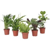 Plant in a Box Mešanica za čiščenje zraka - 5 kos - Višina 25-40cm - ⌀12cm, (21758092) Cene