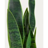 Kave Home Umetna rastlina (višina 55 cm) Sansevieria – | Shoptok.si
