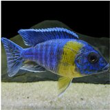Akvarijum Centar Maulana bicolour peacoc | ePonuda.com