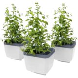 Gusta Garden Herbs Buddy - 3-delni set | Shoptok.si