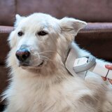 TESLA Electronics PetCare - Set za negu krzna kućnih ljubimaca 300W/230V | Eponuda.com