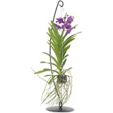Plant in a Box Orhideja vanda - Vanda 'Blue' - Višina 45-55cm, (21758255) u
