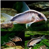 Akvarijum Centar Skunk cory | ePonuda.com
