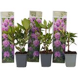 Plant in a Box rododendron - 3 kos - rhododendron 'catawbiense purple' - višina 25-40cm - ⌀9cm, (21757476) | Shoptok.si