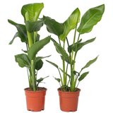 Plant in a Box Strelicija - 2 kos - Strelitzia nicolai - Višina 55-70cm - ⌀17cm, (21757880) | Shoptok.si