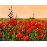  Poster Young Living (Š x V: 80 x 60 cm) Cijene