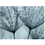  Tapeta - Turquoise dandelion 200x154 | shoptok.hr