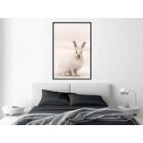  Poster - Curious Rabbit 30x45 | shoptok.hr
