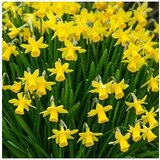  Narcissus Tete a tete u saksiji Cijene