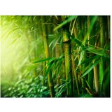  Tapeta - jungle - bamboo 300x231 | shoptok.hr